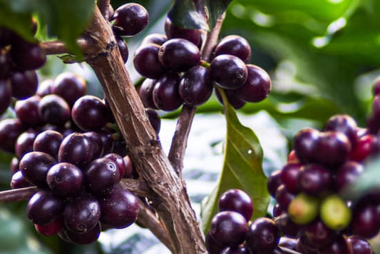 Dark Roast - Guatemala Microlot — Lazaro Escalante, Cuilco
