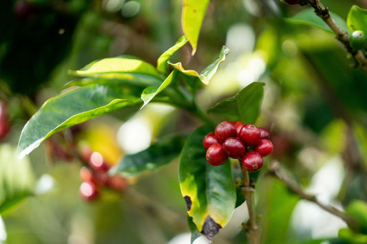 Medium Roast - Kenya Microlot — Gicherori, Embu