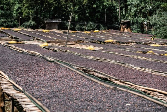 Light Roast - Ethiopia Single Farmer — Mr. Berhanu Kurse, Banko Gotiti