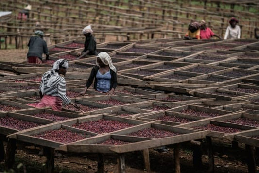 Light Roast - Costa Rica Microlot — Las Lajas, Sabanilla de Alajuela